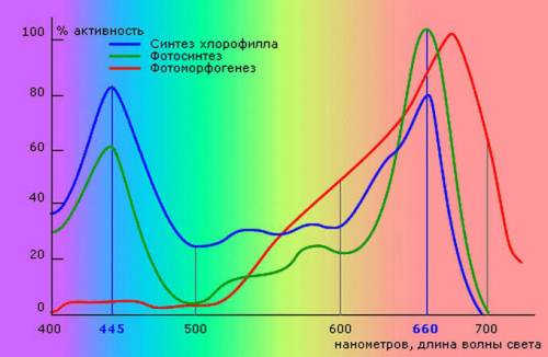 Какие лучи спектра поглощают хлорофилл? а) красные б) зеленые в) фиолетовые