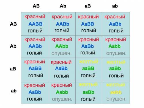 Плоды томатов могут иметь красный и желтый цвет, быть голыми и опушенными. известно, что гены желтой
