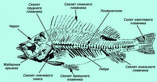 130. рассмотрите рисунок.напишите название отделов скелета рыбы,обозначенных цифрами.
