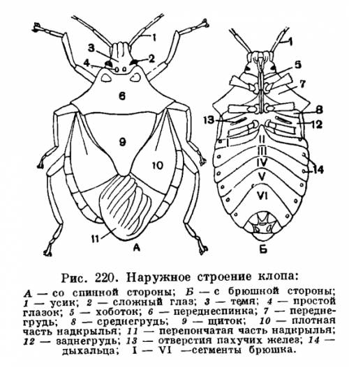 Какие представители у полужестокрылых? + внешнее строение и образ жизни. !