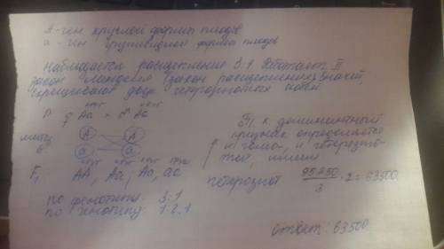 Плоды томата бывают круглыми и грушевидными. ген круглой формы доминирует. в парниках высажена расса