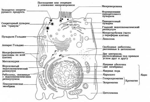 Билеты по биологии . 1 вопрос состав и внутрение строение растителной клетки. 2 отличительные призна