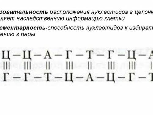 Нужно 1.сколько содержится нуклеотидов а, т, г, во фрагменте молекулы днк, если в нем обнаружено 150