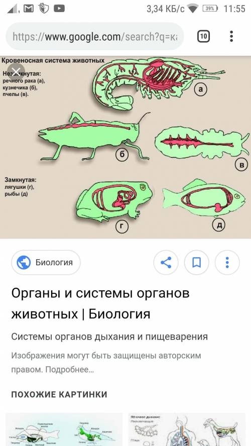 Какие системы огранов есть у животных? ​