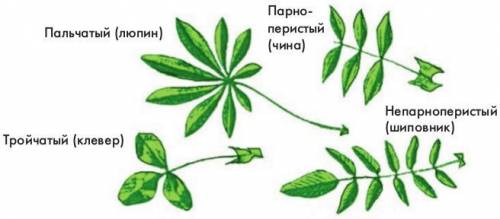 Лабораторная работа по биологии строение листа 6 класс