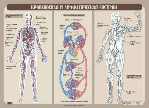 Сравнение кровеносной и лимфатической систему 