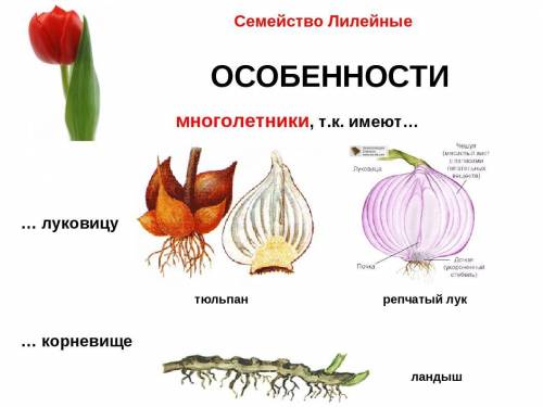 ответьте на во подробно 