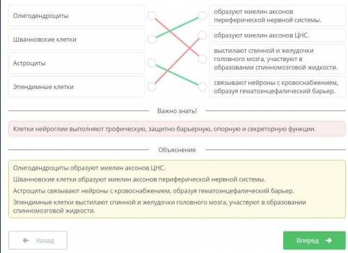 надо Проанализируй информацию на рисунке и соотнеси клетки нейроглии и выполняемые имифункции.Олигод