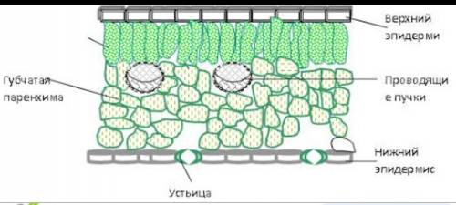 Какова форма устьица эпидермиса.