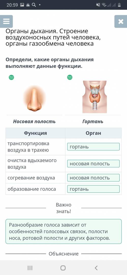 Определи органы обозначены на рисунке цифрами от 1 до 3​