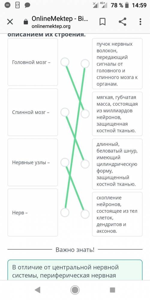 Соотнеси части нервной системы с описанием их строения. пучок нервных волокон, передающийГоловной мо