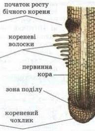 Пояснити взаємозв'язок будови корення з його функціями??? будь ласка