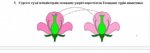 Суретте гүлді өсімдіктердің тозаңдану үдерісі көрсетілген.Тозаңдану түрін анықтаныз