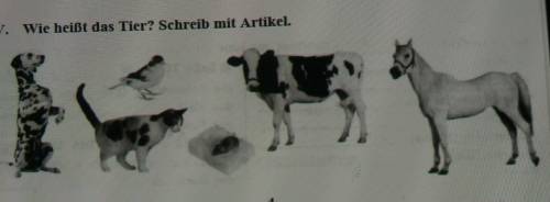 Vie heißt das TierSchreib mit Artikel: