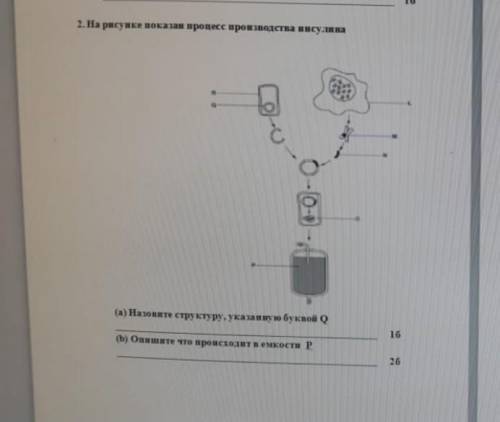 На рисунке показан процесс производства инсулина​