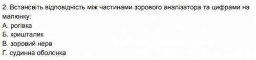 Встановіть відповідність між частинами зорового аналізатора