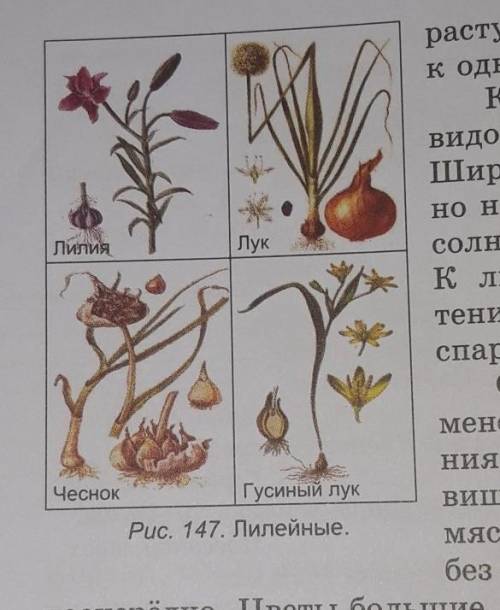 Нарисуйте рисунки буду очень благодарна плз плз