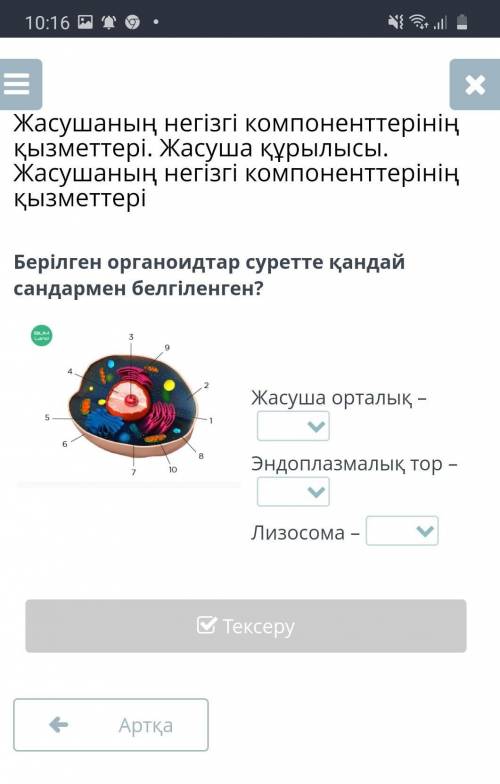 Жасуша орталыгынын кайда орналасканын корсету
