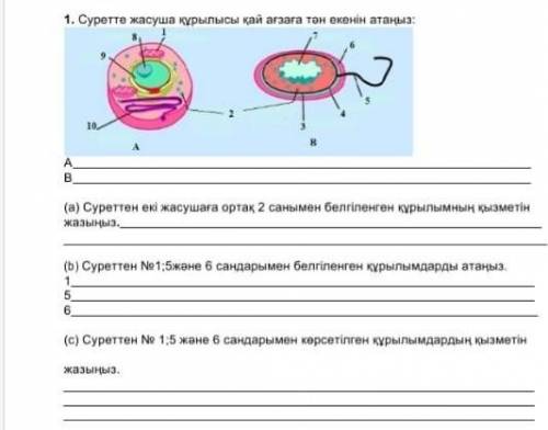 Суретте жасуша құрылысы қай ағзаға тəн екенін анықтаныз