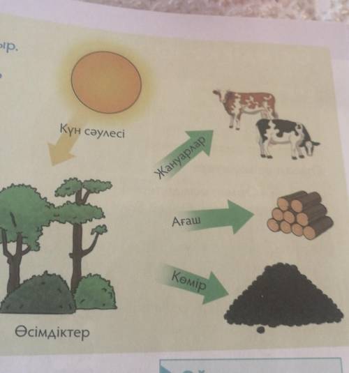 Күн сәулесі Сурет бойынша әңгіме құрастыр.Бейнеленген үдерістердегіфотосинтездің маңызы қандай?