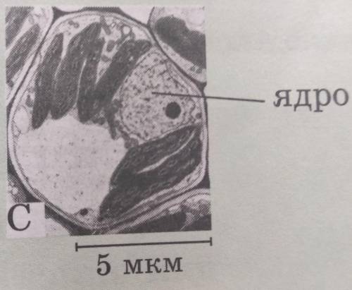 Длина клетки - в Мм и Нм, линейное увеличение.