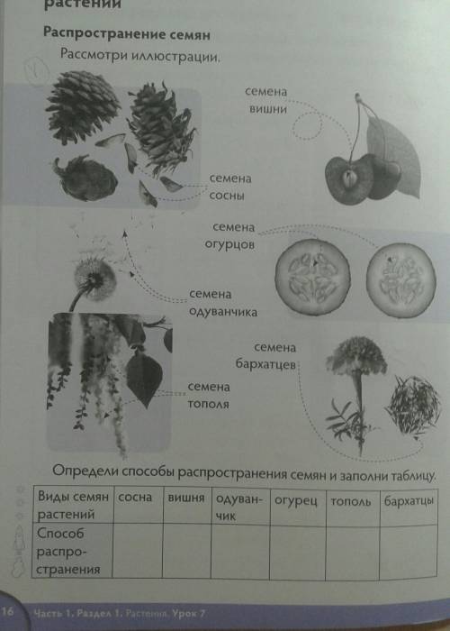 Распрлстранение семян. Рассмотри иллюстрацию. 