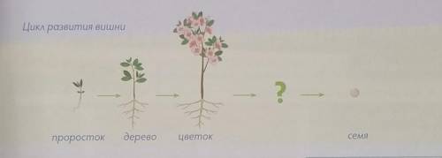 Скажите что будет где стоит И можно рисунок показать просто я совсем запуталась:3