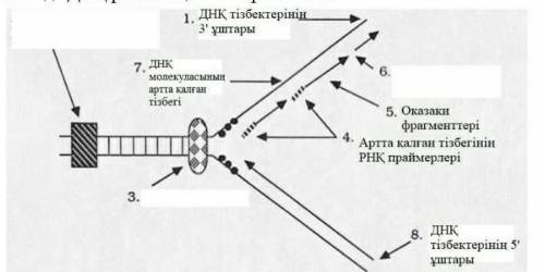 ребят назовите ферменты 3 и 6это репликация ДНК