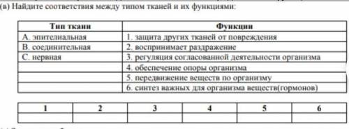 Найдите соответствие между типом ткани и их функции