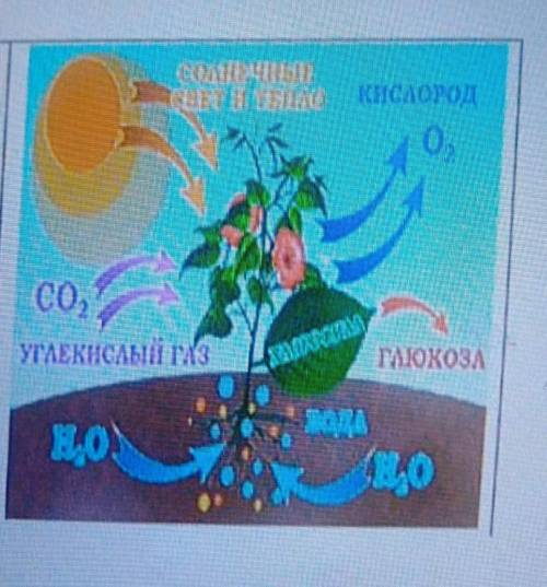 Рисунок иллюстрирует пример взаимодействие каких внешних оболочек земли, в чём оно проявляется