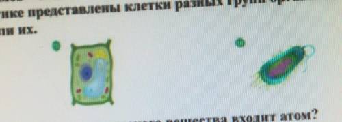На рисунке представлены клетки разных групп организмов определи их