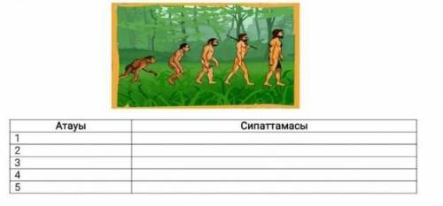 Суретті пайдалана отырып, адамның эволюциялық даму теориясына сипаттама беріңіз.