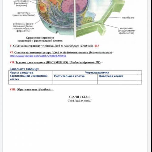 Заполните таблицу: Черты сходства растительной и животной клетки Черты различия Растительная клетк