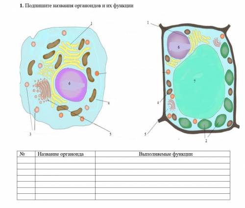 Подпишите названия органоидов и их функции