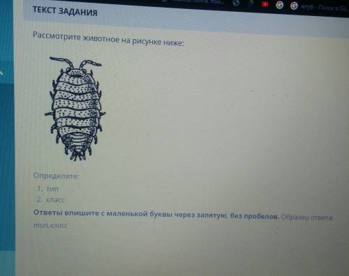 Рассмотрите животное на рисунке ниже:Определите:1. Тип 2. класс 