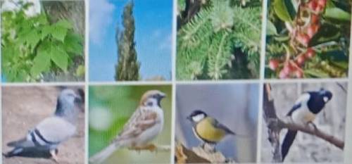 Укажите виды растений и животных первого яруса (по два примера).( : 2)писT