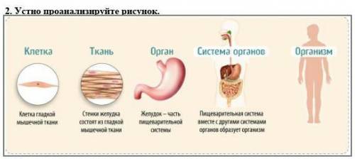 Устно проанализируйте рисунок.