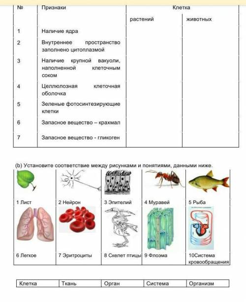 Укажите различия между животной и растительной клеткой