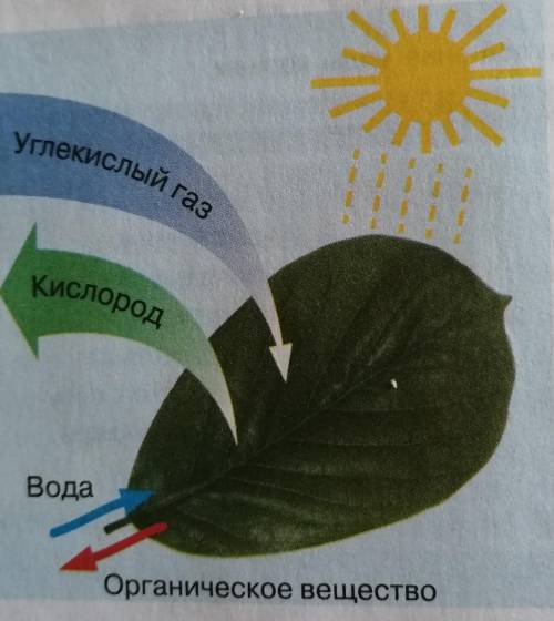 Написать рассказ по рисунку не менее 7 предложений на лучший ответ подпишусь 
