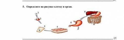 Определите на рисунке клетку и орган