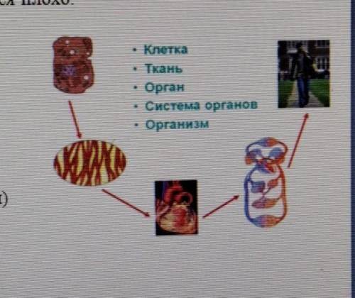 Определите на рисунке клетку орган Укажите стрелками и Подпишите. 