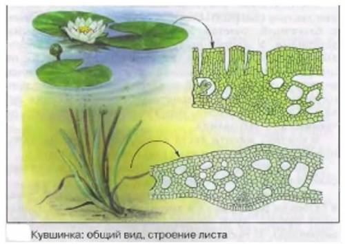 Рассмотри рисунок. Что можно сказать о процессе транспирации у кувшинки? 