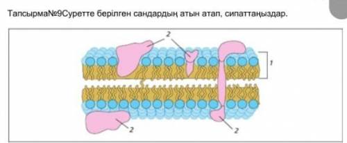 Тапсырма№9Суретте берілген сандардың атын атап, сипаттаңыздар.