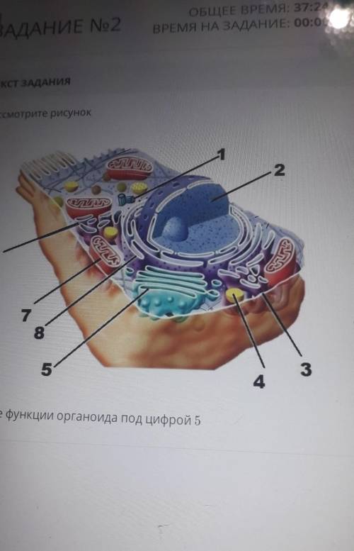 Рассмотри рисунок Запиши функцию органоида под цифрой 5