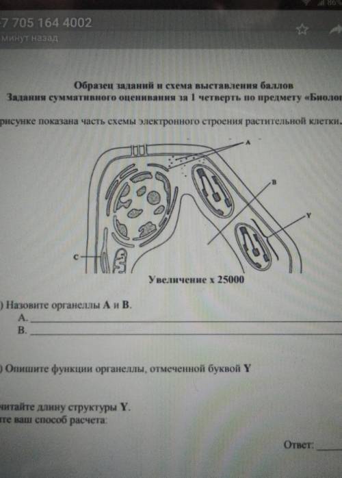 На рисунке показана часть схемы электронного строения растительной клетки