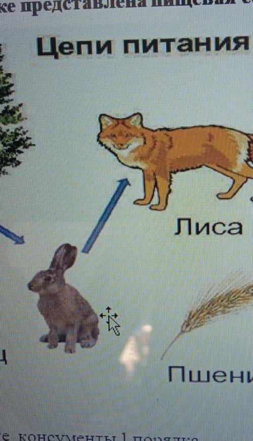 На рисунке представлена пищевая цепь Назовите консументы 1 порядка