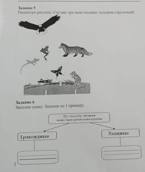 Расмотри рисунок составь три цепа питания соединий стрелочкой