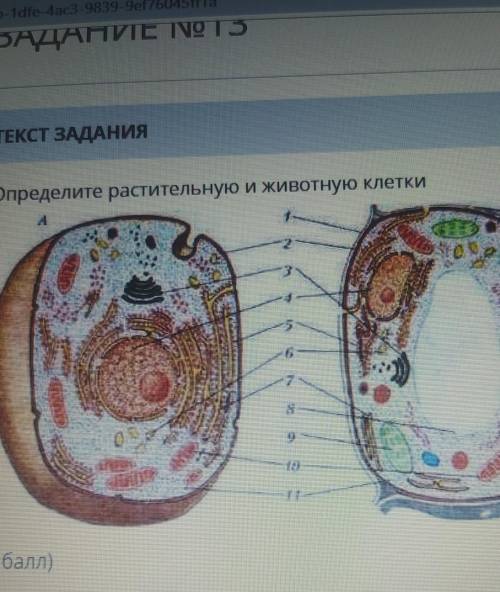 Определите растительную и животную клеткибиология соч( ) 