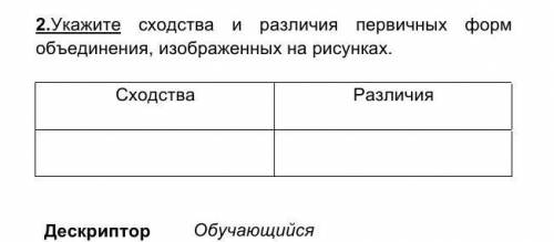 Укажите сходство и различие первичных форм обьединение изображеных на рисунках