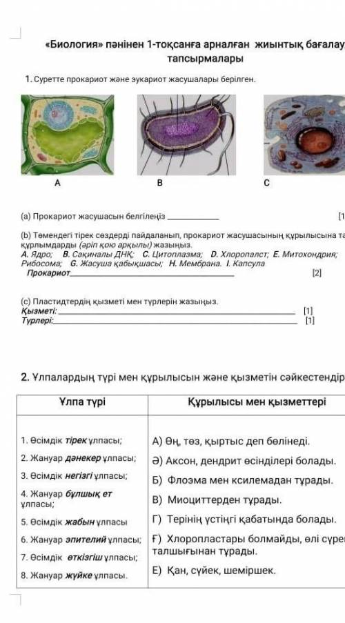 Прокариот жасушасын белгиле